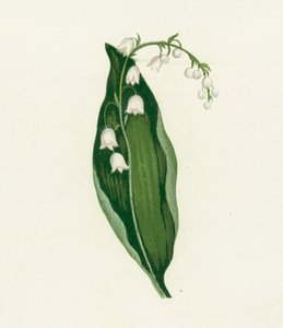 Lily of the Valley